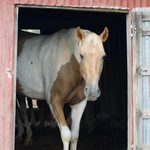 Meet your Posher, Gail